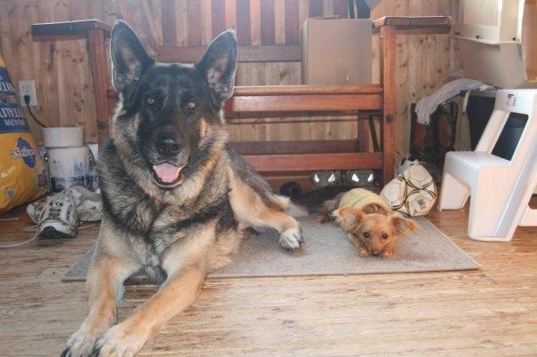 skymark's dogs relaxing and keeping watch